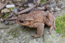 Image de Bufo verrucosissimus (Pallas 1814)