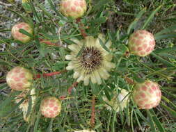 Plancia ëd Protea scolymocephala (L.) Reich.