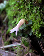 Image of Goodyera biflora (Lindl.) Hook. fil.