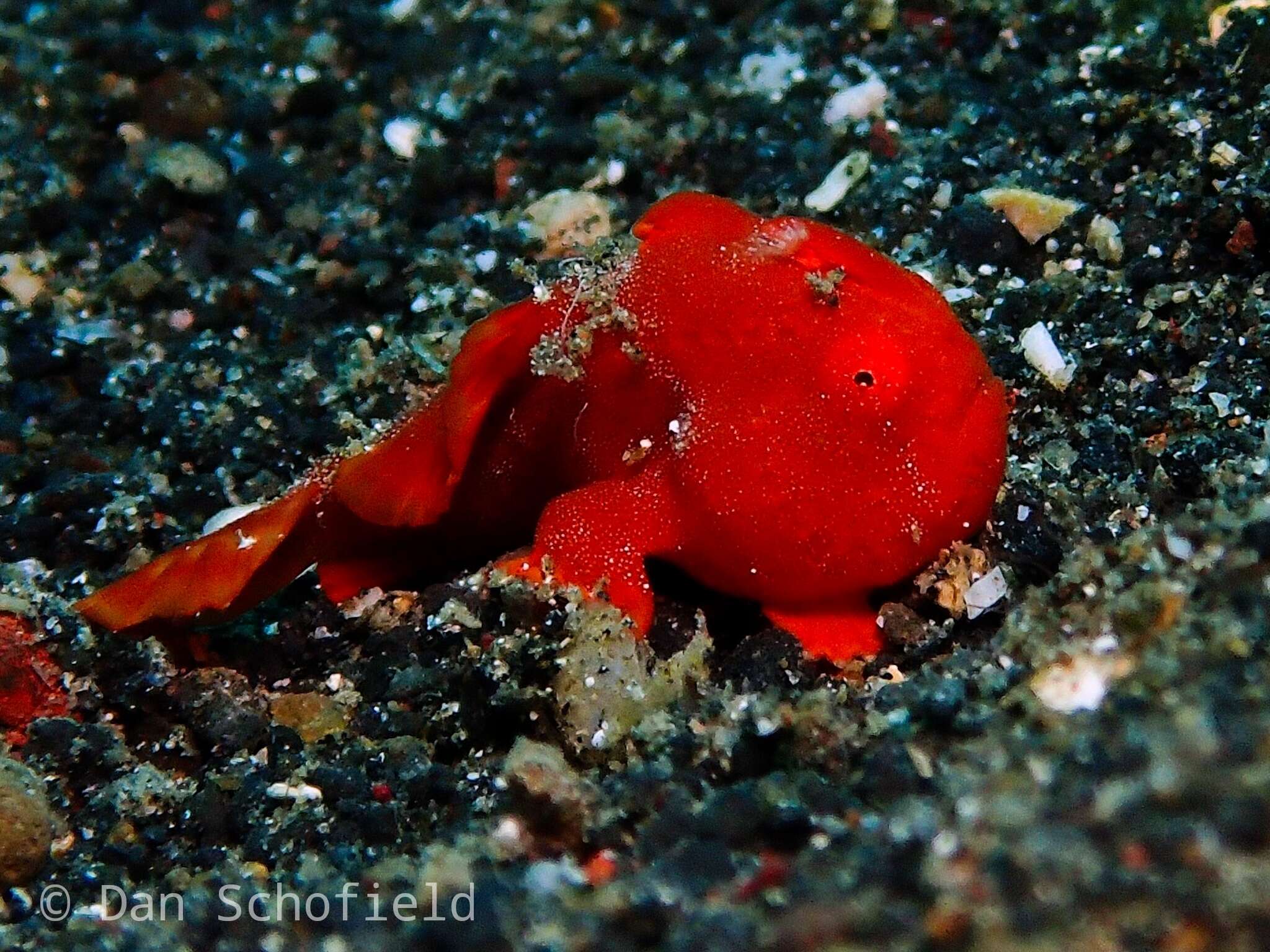 Image of Painted frogfish