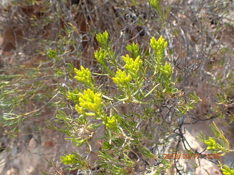 Image of Pteronia paniculata Thunb.