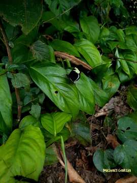 Image of Heliconius cydno lisethae