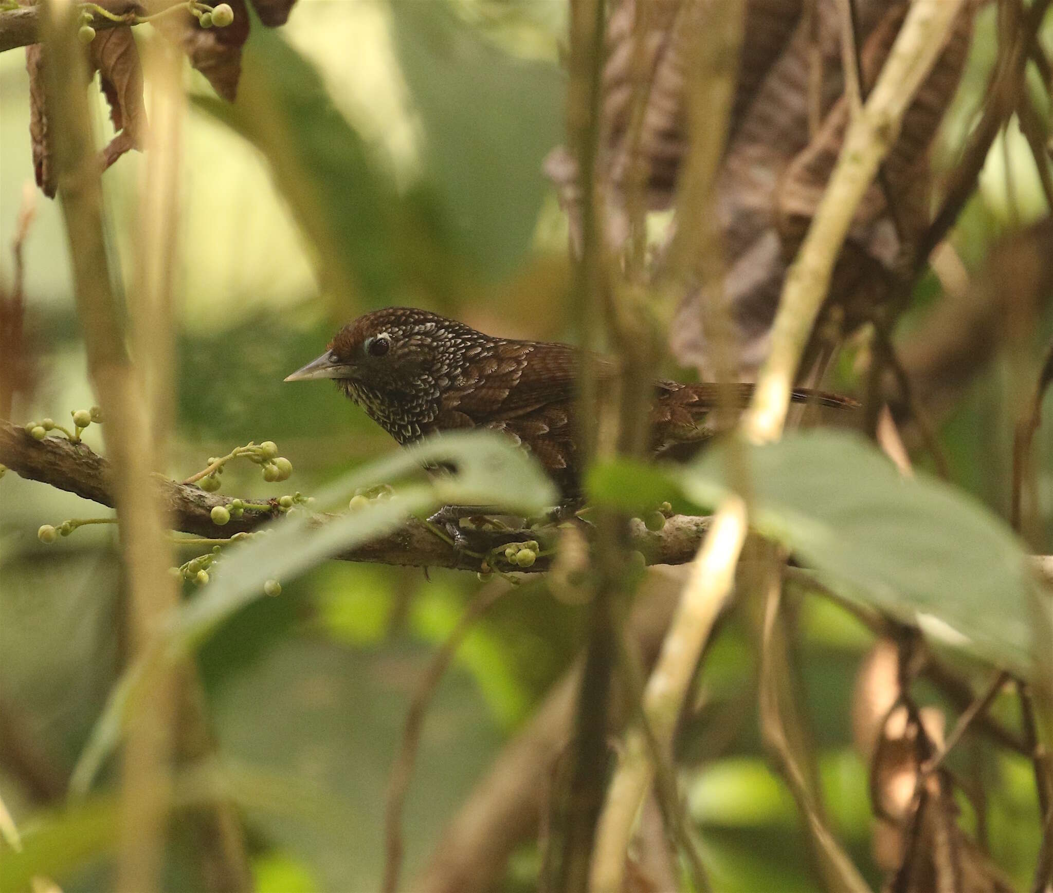 Image of Cachar Wedge-billed Babbler