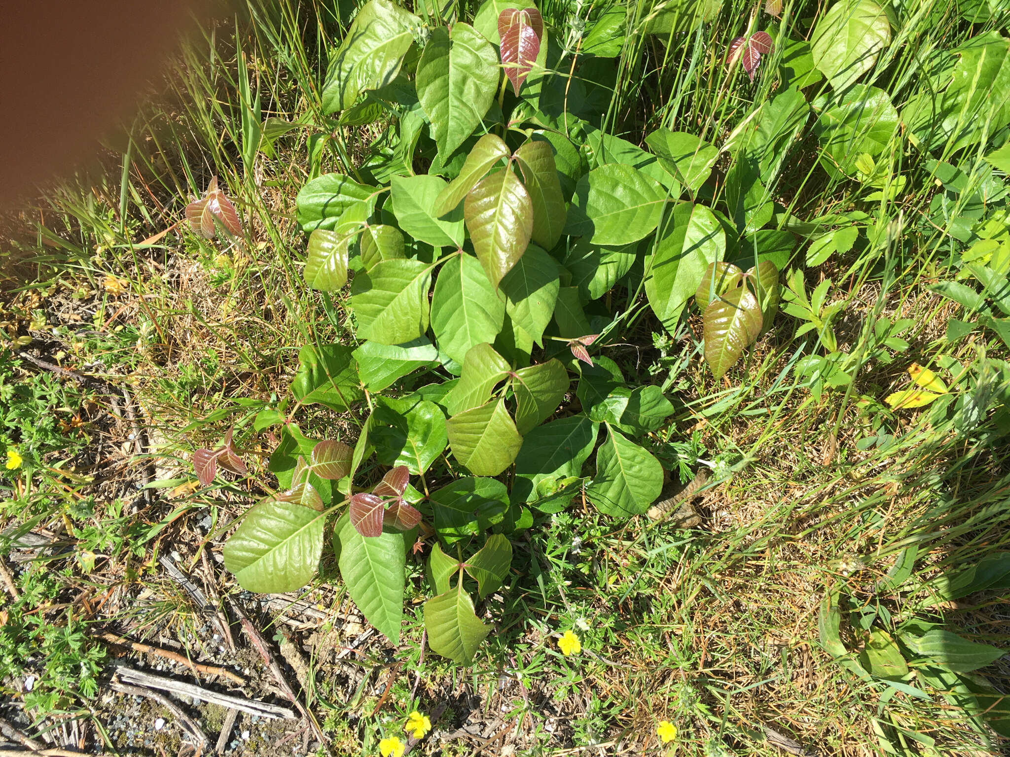 Image of eastern poison ivy