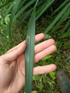 Cymbopogon citratus (DC.) Stapf resmi