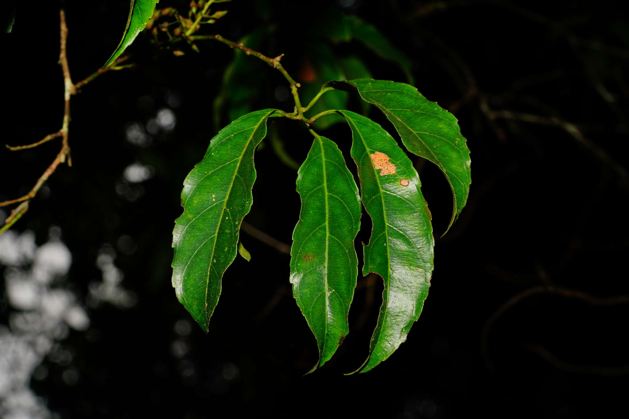 Image of Itea parviflora Hemsl.