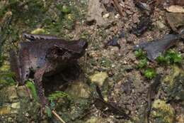 Image of Megophrys longipes Boulenger 1886