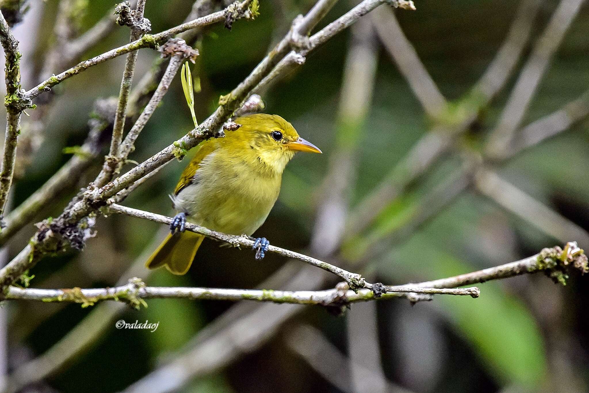 Image of Rufous-headed Tanager