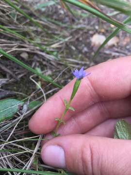 Image of Pygmy Gentian