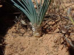 Plancia ëd Drimia fragrans (Jacq.) J. C. Manning & Goldblatt