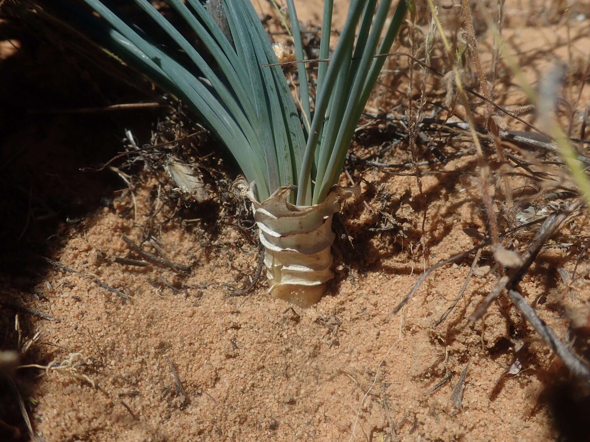 Plancia ëd Drimia fragrans (Jacq.) J. C. Manning & Goldblatt