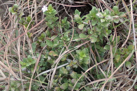 Plancia ëd Dyschoriste radicans (Hochst. ex A. Rich.) Nees