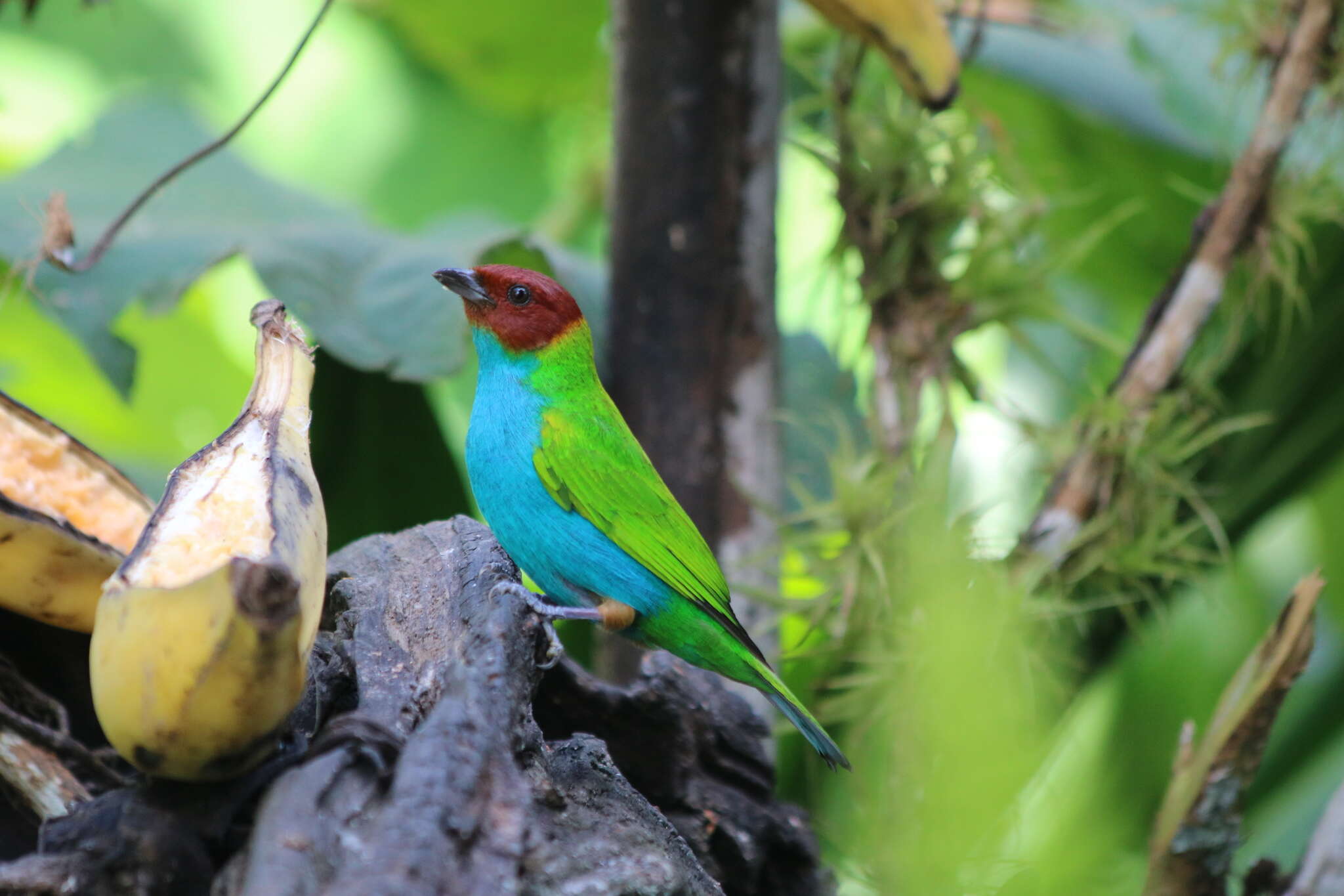 Image of Bay-headed Tanager