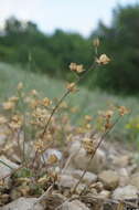 Image of willowleaf frostweed