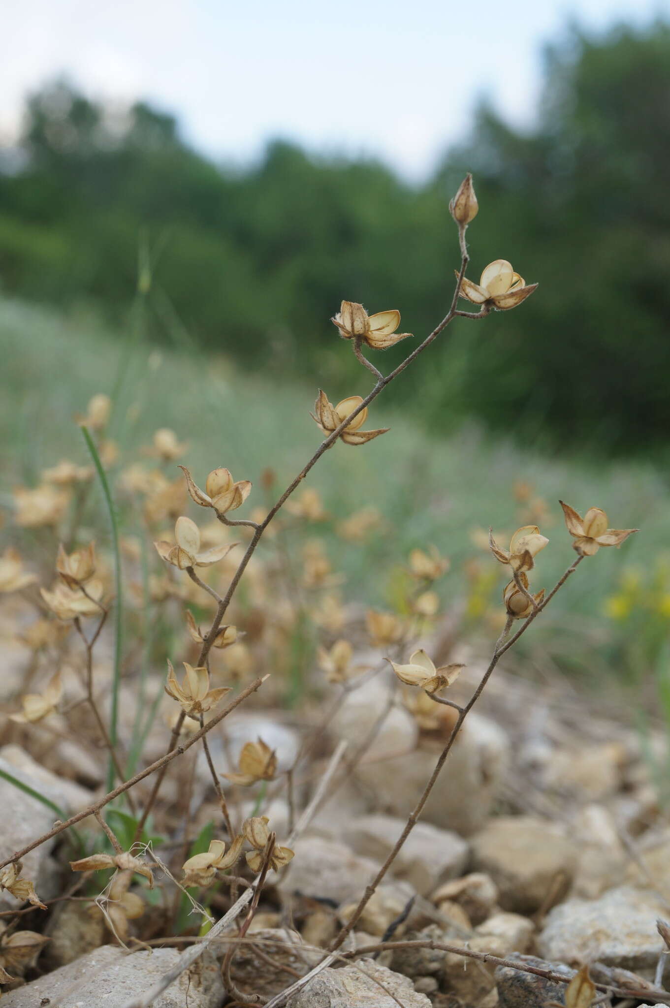 Image of willowleaf frostweed