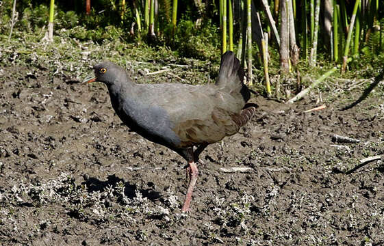 Image of Black-tailed Native-hen