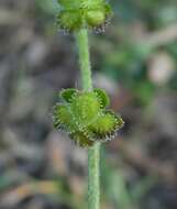 Cynoglossum australe R. Br.的圖片