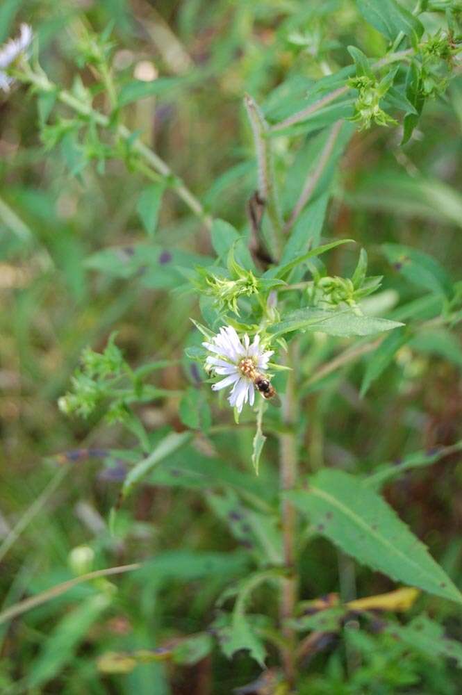 Image de Symphyotrichum puniceum (L.) A. Löve & D. Löve