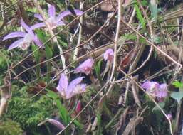 Image of Taiwan Pleione