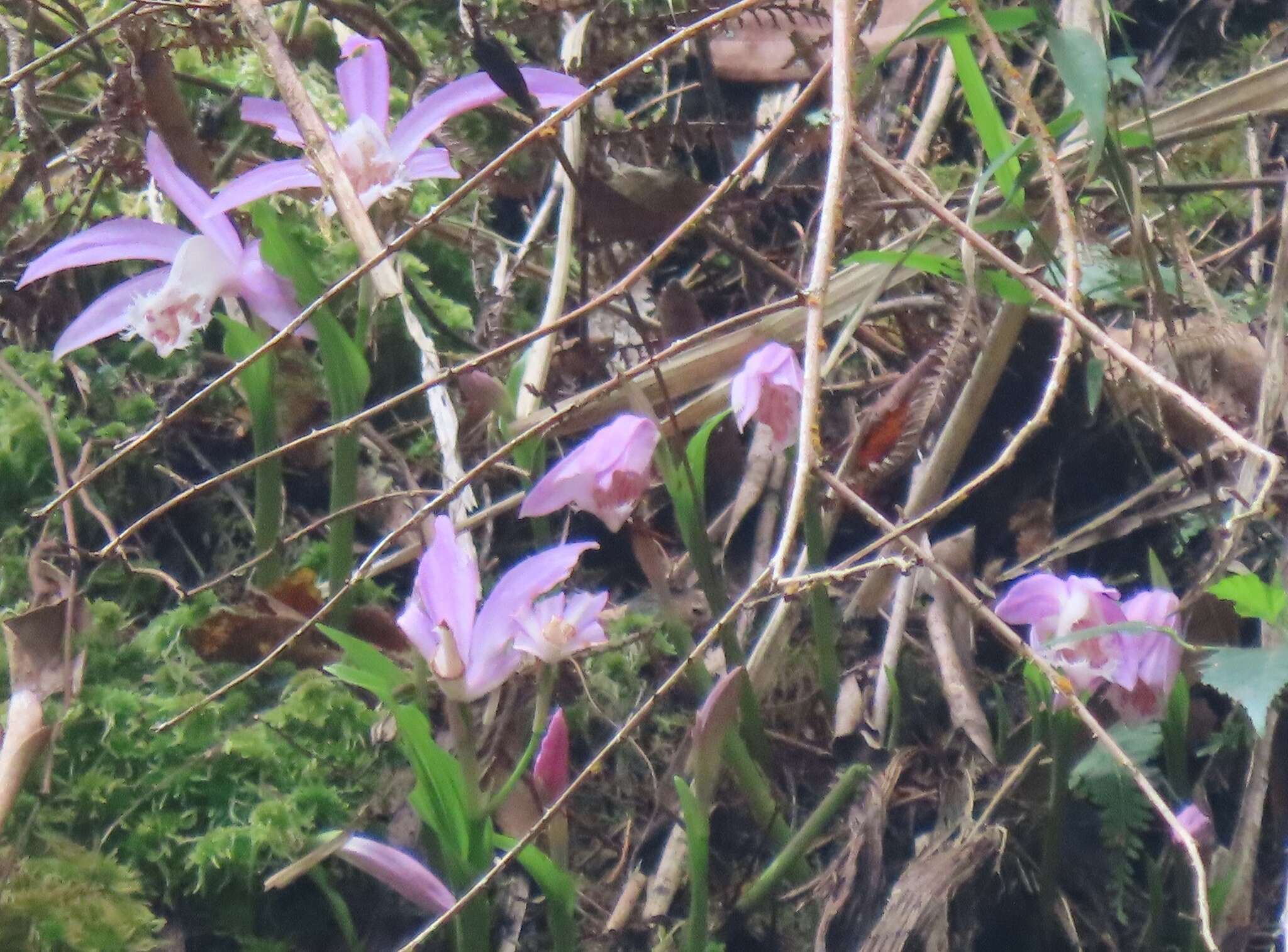 Pleione formosana Hayata resmi