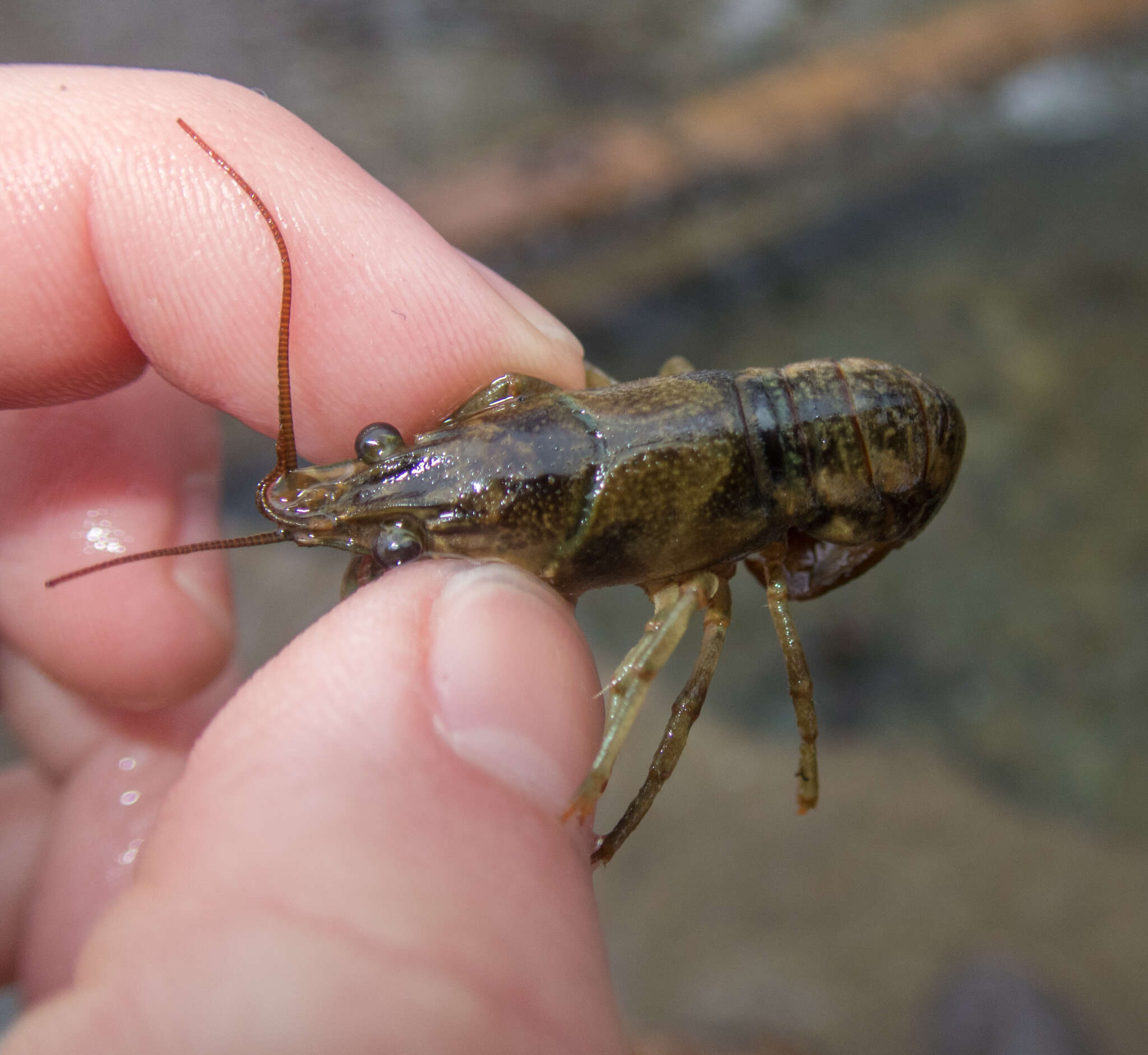 Image of Faxonius propinquus