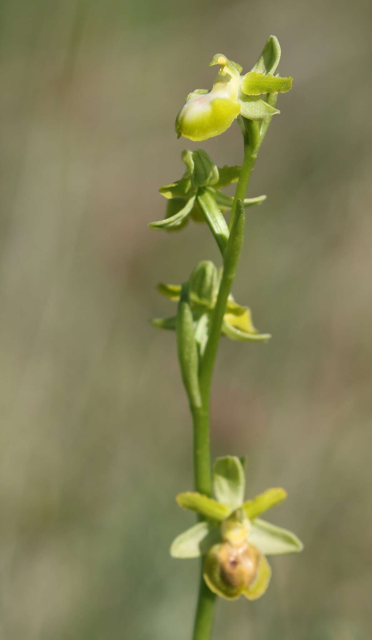 Image of Ophrys sphegodes subsp. passionis (Sennen) Sanz & Nuet