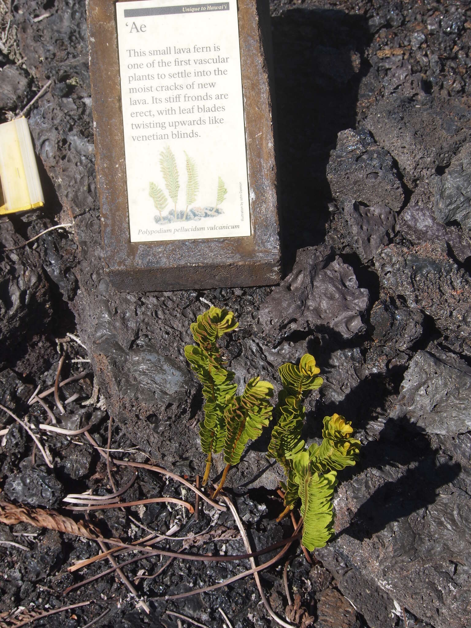 Plancia ëd Polypodium pellucidum var. vulcanicum Skottsberg