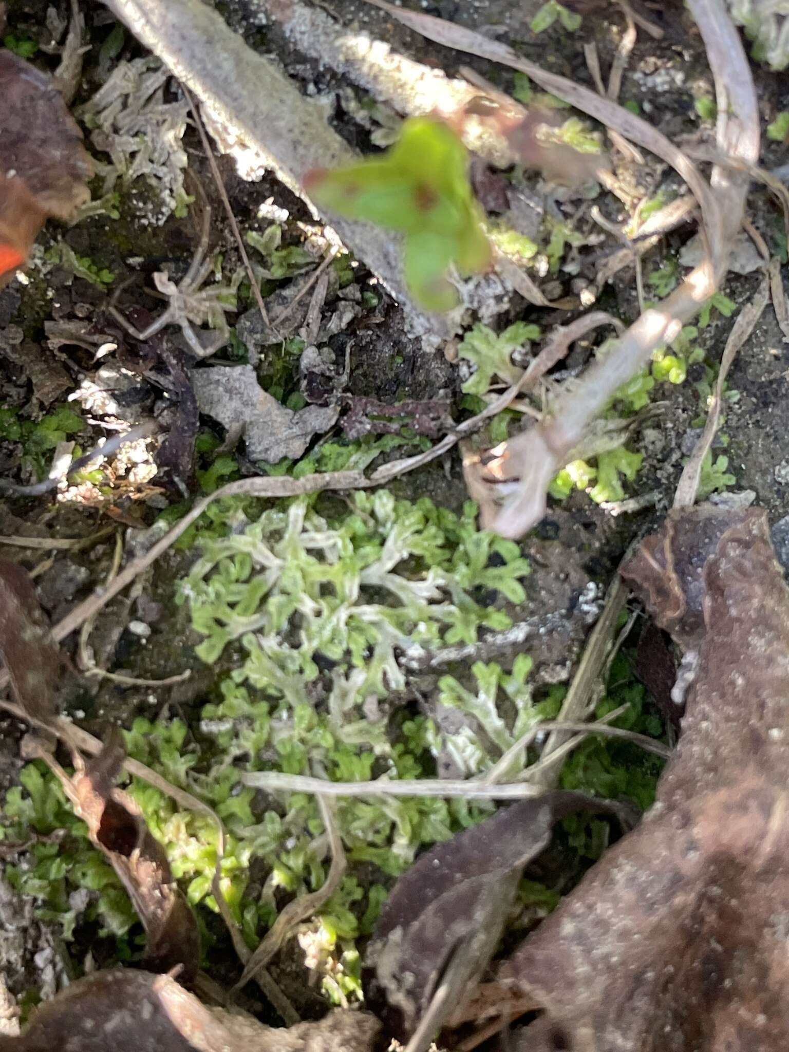 Image of Violet crystalwort