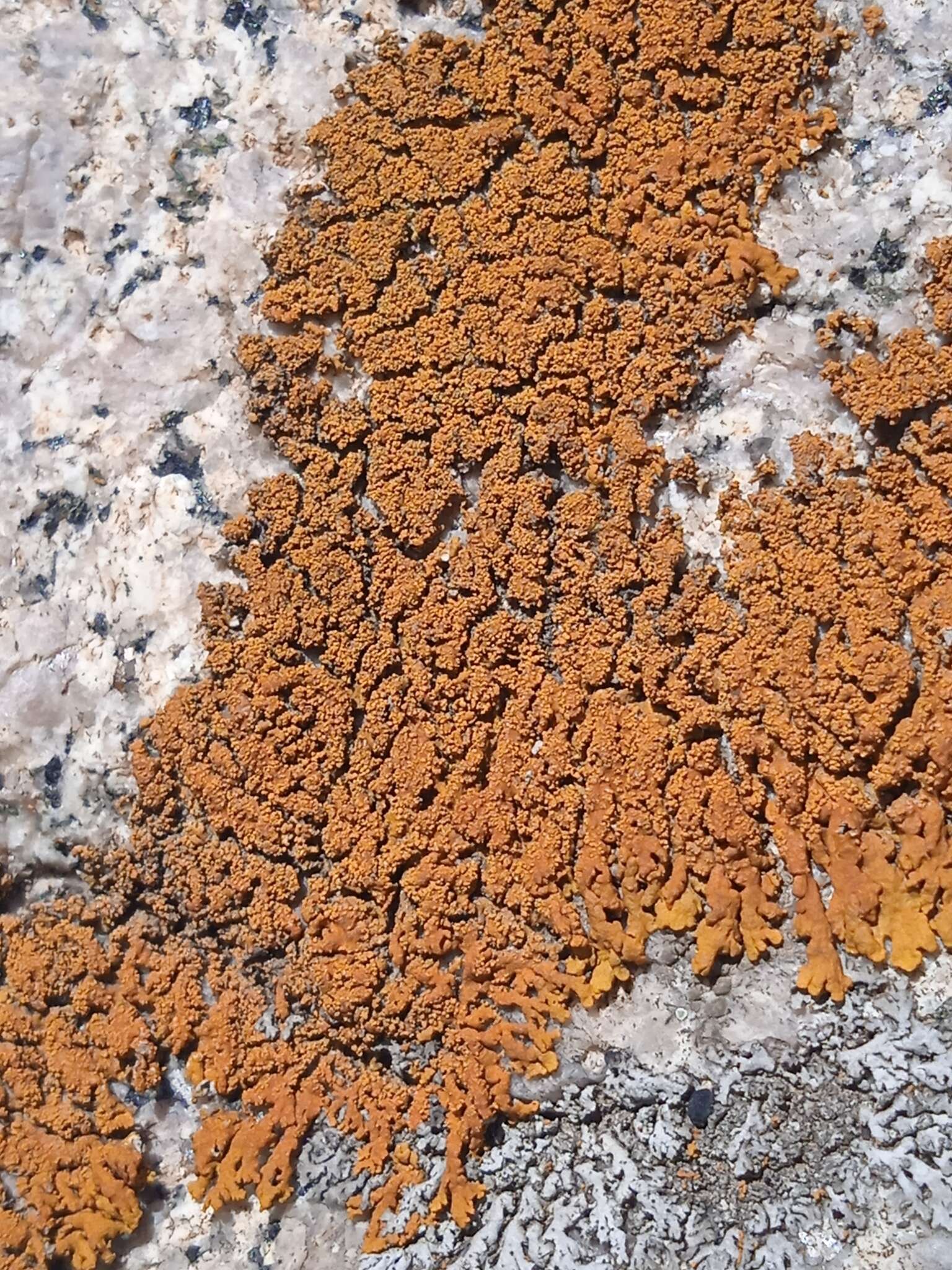 Image of orange wall lichen