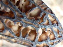 Image of Morchella kaibabensis