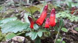 Image de Ourisia ruellioides (L. fil.) Kuntze