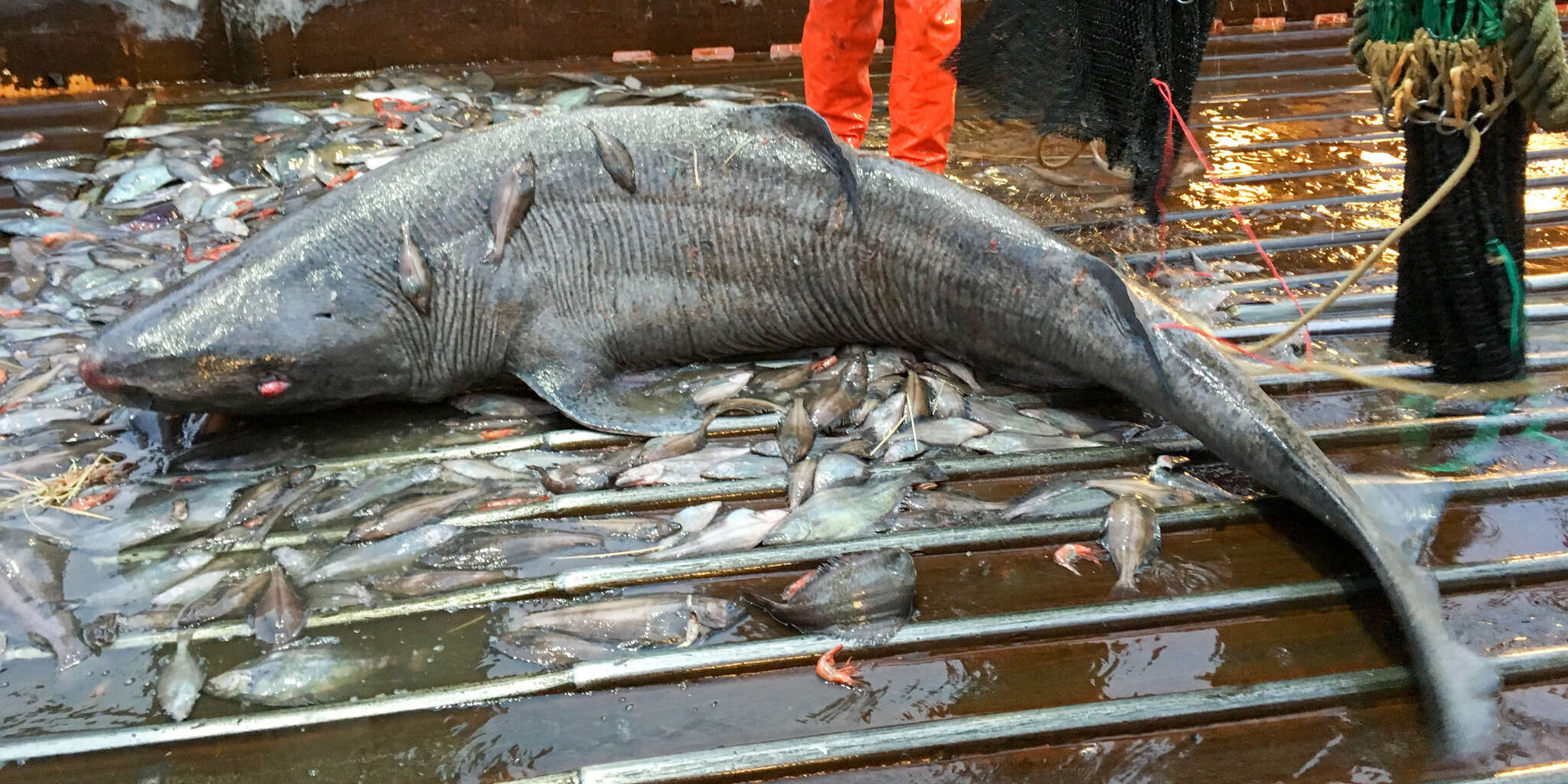 Image of sleeper shark