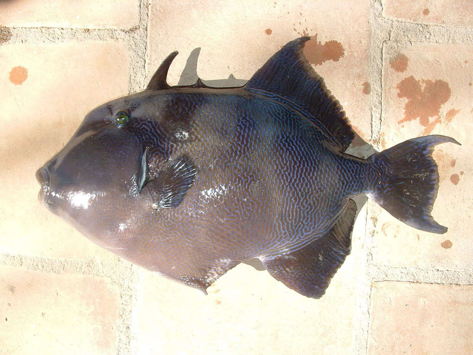 Image of Blunthead triggerfish