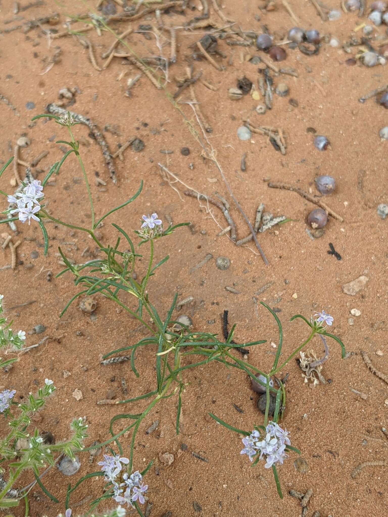 Image of sanddune ipomopsis