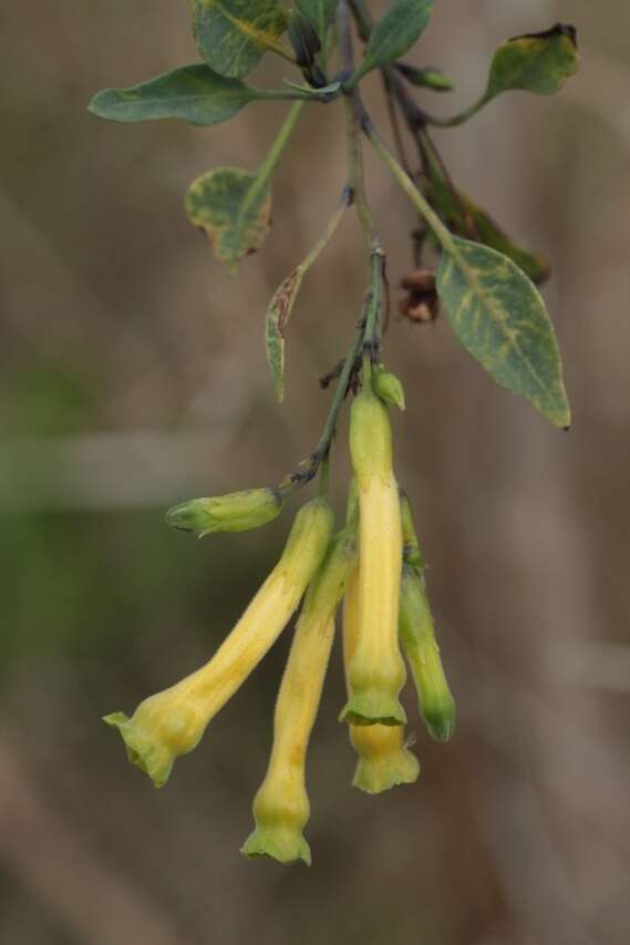 Image of tree tobacco