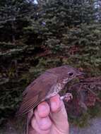 Image of Bicknell's thrush