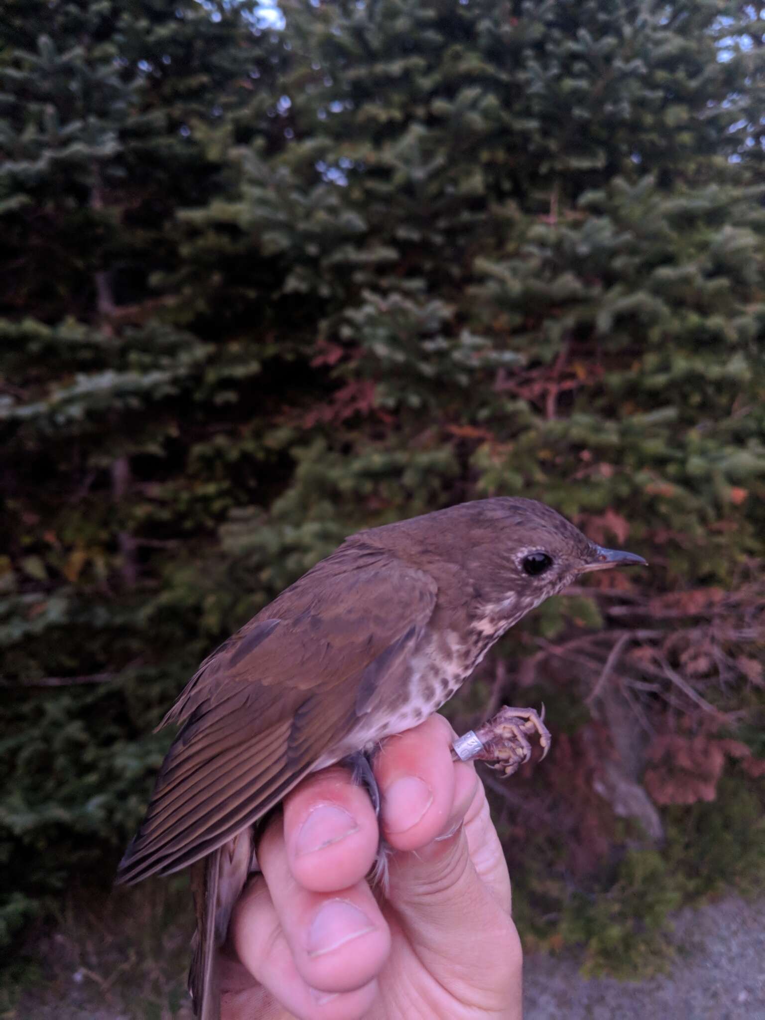 Image of Bicknell's thrush