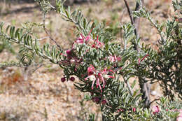 Image of Grevillea lanigera A. Cunn. ex R. Br.