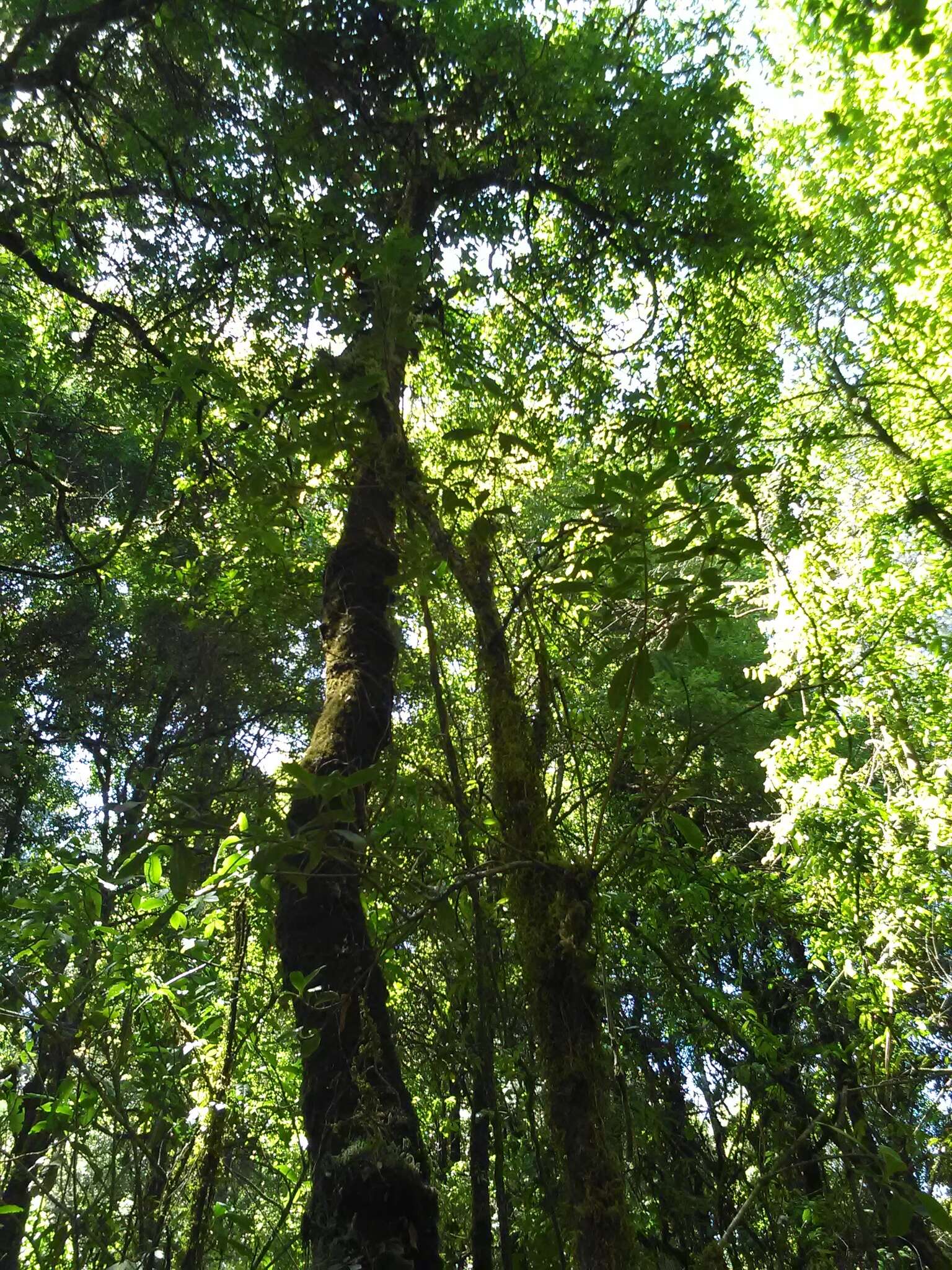 Image of Ternstroemia lineata DC.