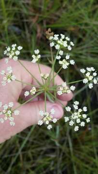 Image of cowbane