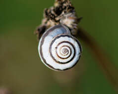 Image of Maritime gardensnail