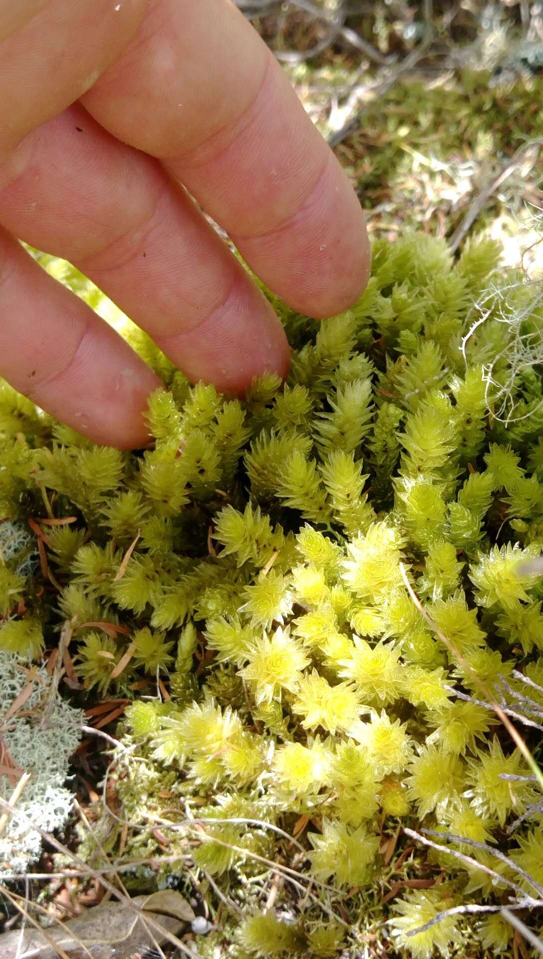 Image of Pulchrinodus inflatus B. H. Allen 1987