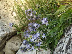 Campanula versicolor subsp. tenorei resmi