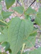 Plancia ëd Brickellia cordifolia Ell.