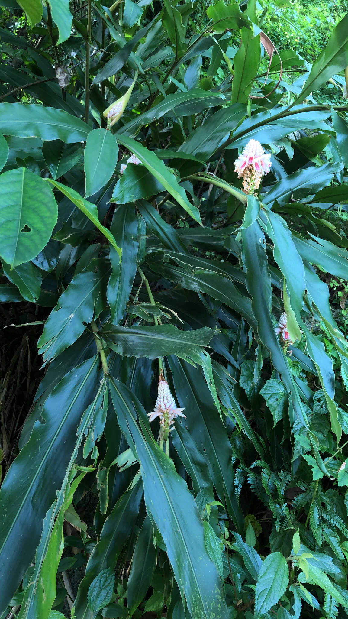 Image of Alpinia pricei Hayata