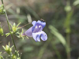 Plancia ëd Penstemon laetus subsp. leptosepalus (Greene ex Gray) D. D. Keck