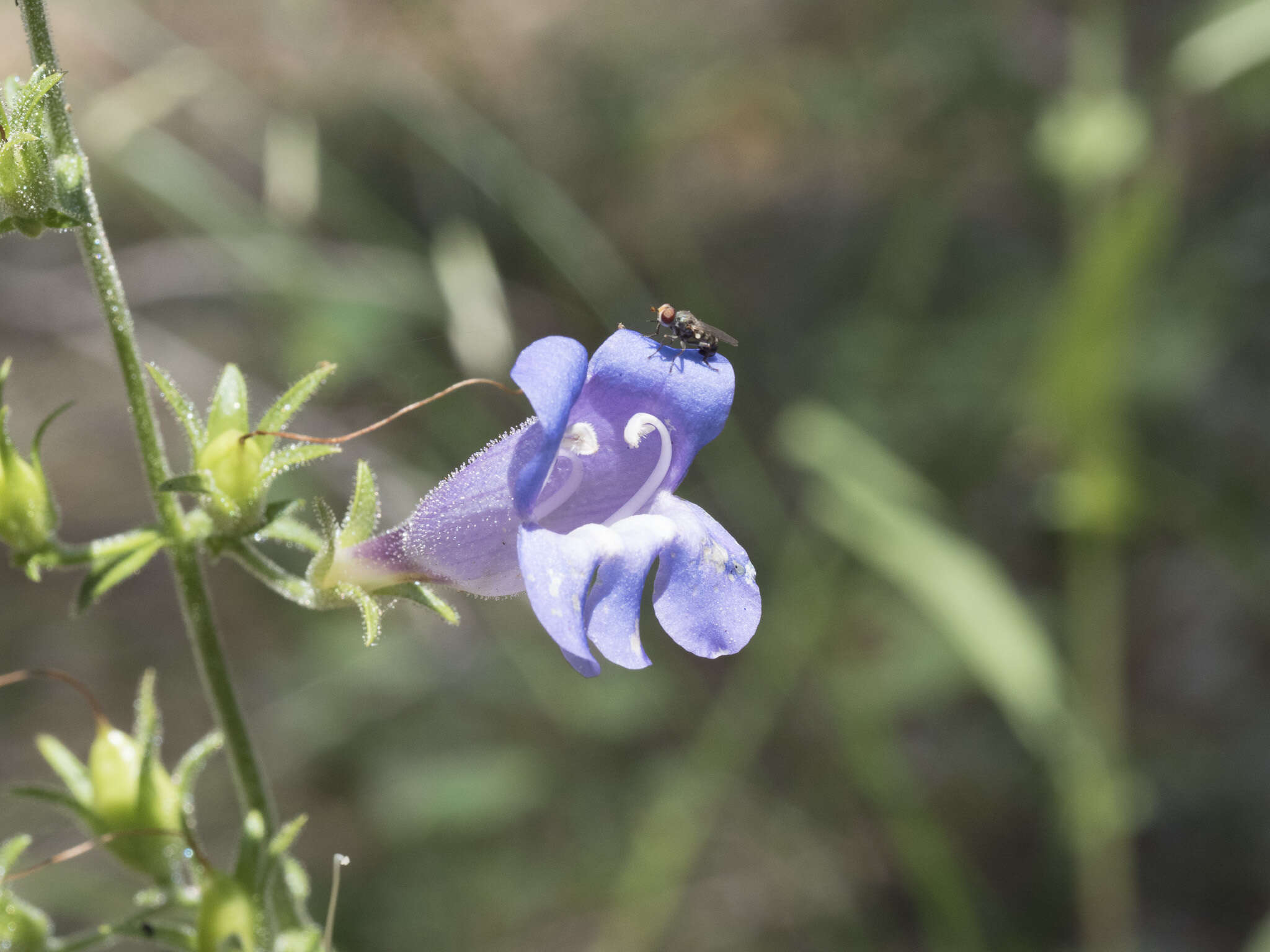 Plancia ëd Penstemon laetus subsp. leptosepalus (Greene ex Gray) D. D. Keck