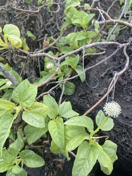 Image de Scalesia gordilloi O. Hamann & S. Wium-Andersen