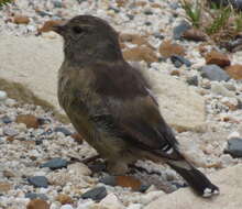 Image of Cape Siskin