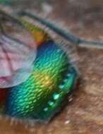 صورة Chrysis viridula L.